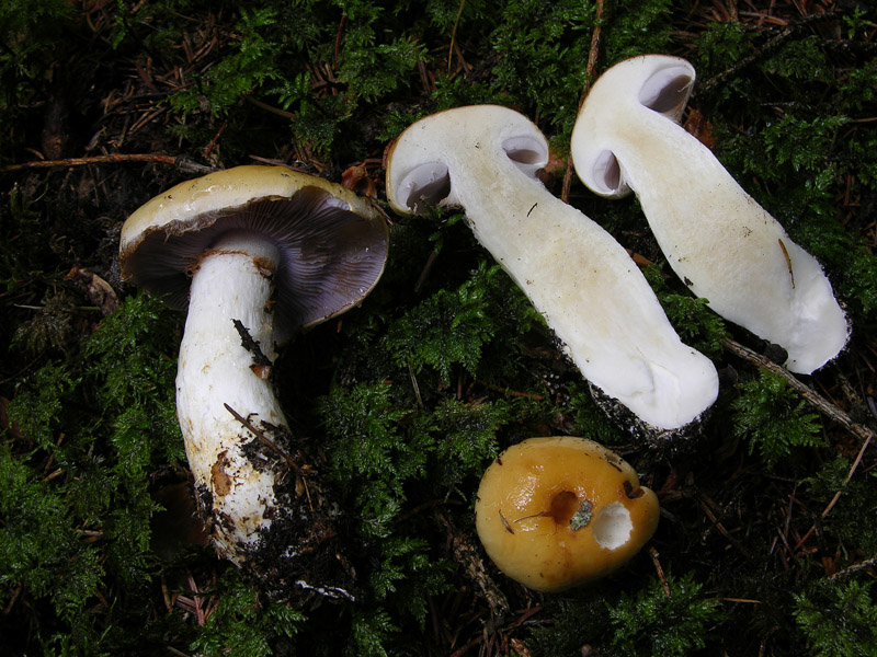Finalmente Cortinarius.